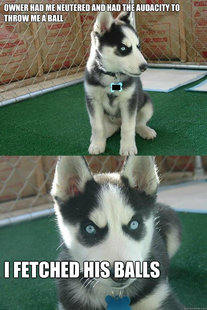 Insanity puppy