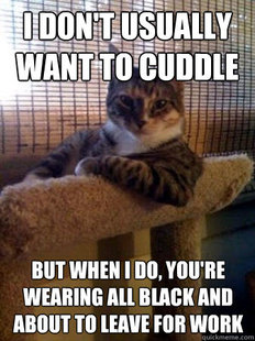 The Most Interesting Cat in the World