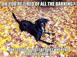 Guilt Giving Good Dog