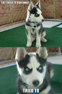 Insanity puppy