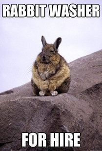 Wise Wondering Viscacha