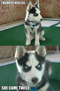 Insanity puppy