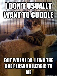 The Most Interesting Cat in the World
