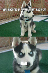 Insanity puppy