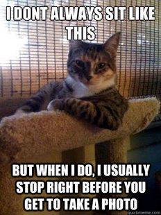 The Most Interesting Cat in the World