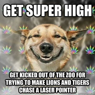 Stoner Dog