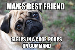 First World Dog Problems