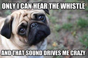 First World Dog Problems