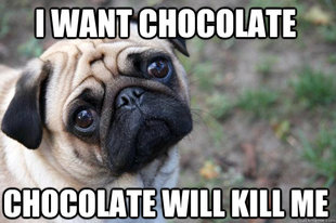 First World Dog Problems