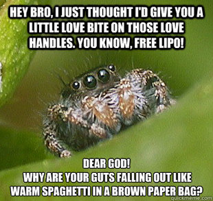 Misunderstood Spider