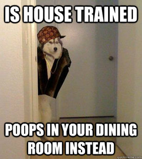 Scumbag dog
