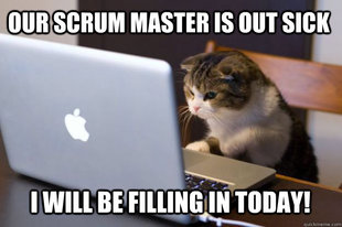 Web Developer Cat