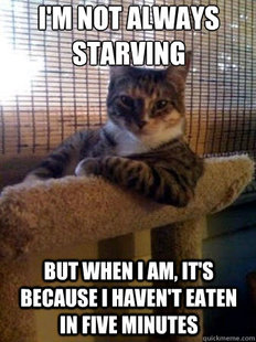 The Most Interesting Cat in the World