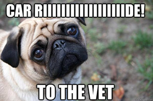 First World Dog Problems