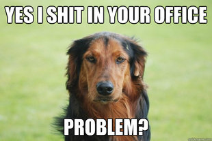 Careless Canine