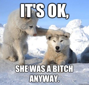 Caring Husky