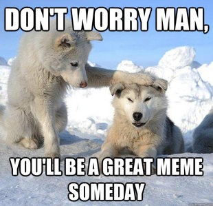 Caring Husky