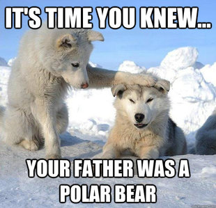 Caring Husky