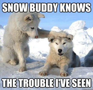 Caring Husky
