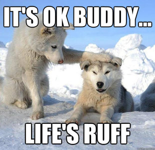 Caring Husky