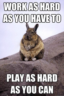 Wise Wondering Viscacha