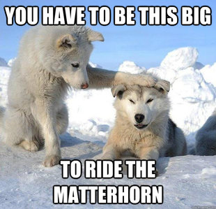 Caring Husky
