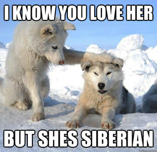 Caring Husky