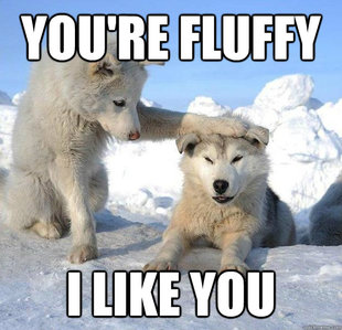 Caring Husky