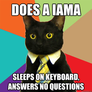 Business Cat