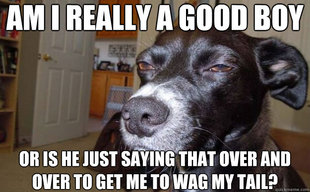 Skeptical Mutt