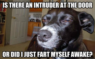 Skeptical Mutt