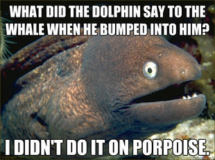 Bad Joke Eel