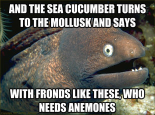 Bad Joke Eel