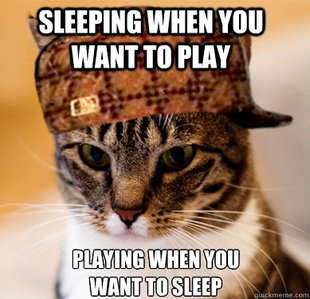 Scumbag Cat