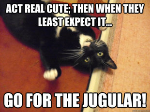 cute cat revenge