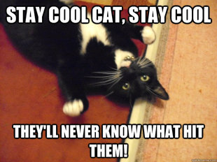 cute cat revenge