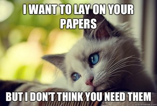 First World Problems Cat