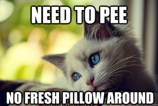 First World Problems Cat