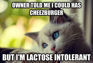 First World Problems Cat