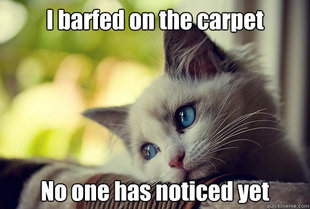 First World Problems Cat