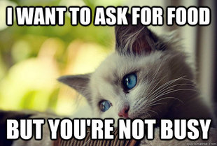 First World Problems Cat
