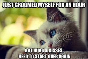 First World Problems Cat