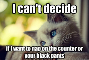 First World Problems Cat