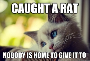 First World Problems Cat