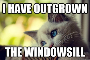 First World Problems Cat