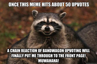 Evil Plotting Raccoon