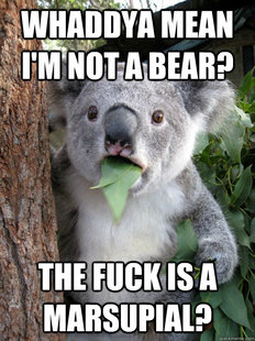 Bear Meme on Koala Bear Meme   Quickmeme