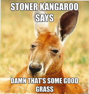 Kangaroo Meme