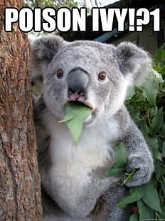 koala bear