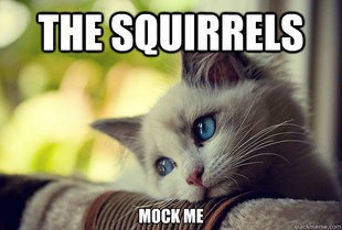 First World Problems Cat